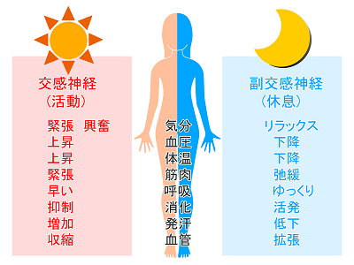 交感・副交感神経