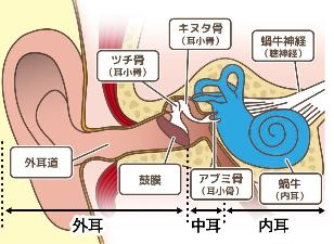 内耳２