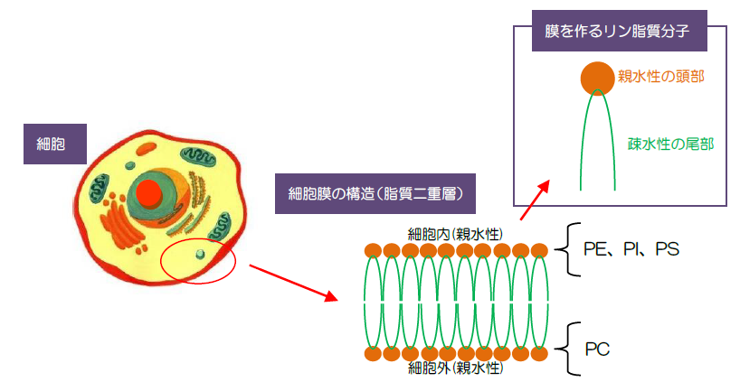 細胞膜