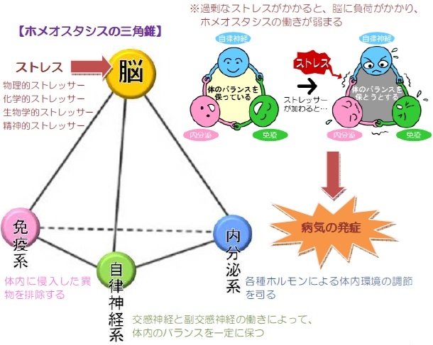 ホメオスタシス