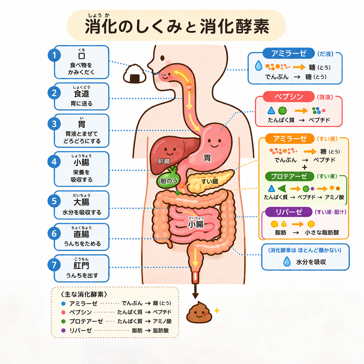 消化酵素