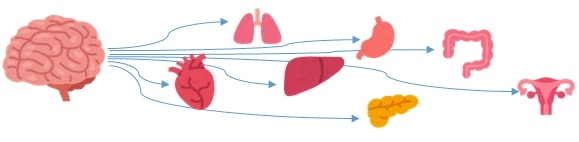 脳と臓器