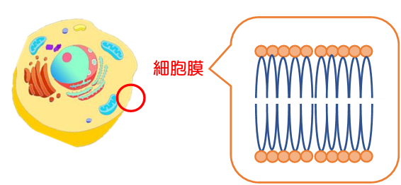 saiboumaku