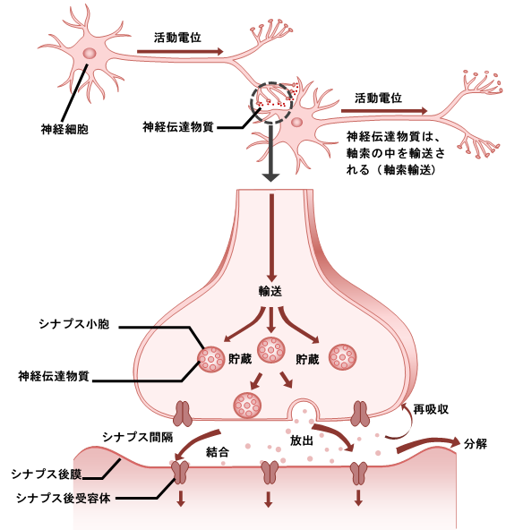 シナプス