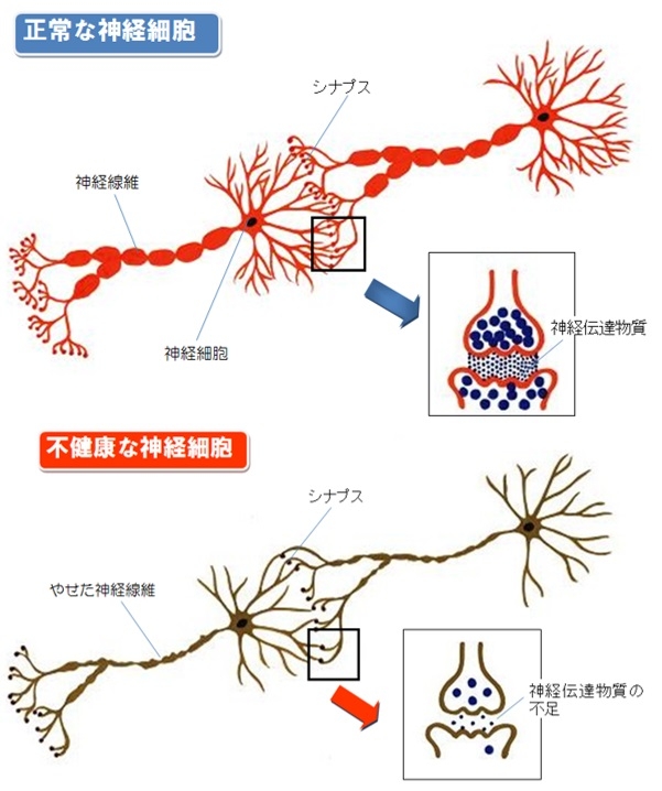 シナプス