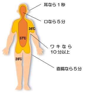 身体の内部温度分布