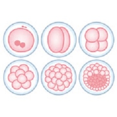 卵細胞分裂