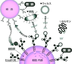 糖鎖の図